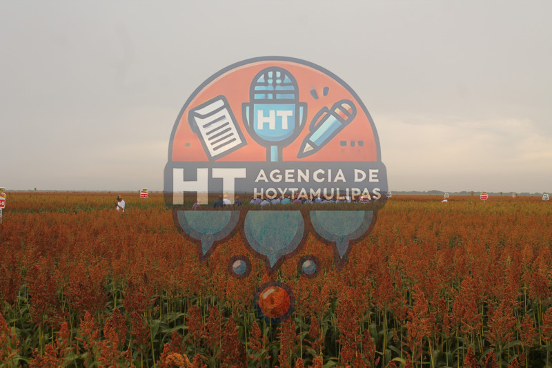 Levantamiento de sorgo