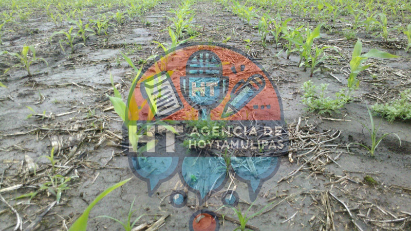 Plantas del sorgo en aguas