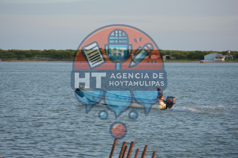 Veda de camar�n y tibur�n