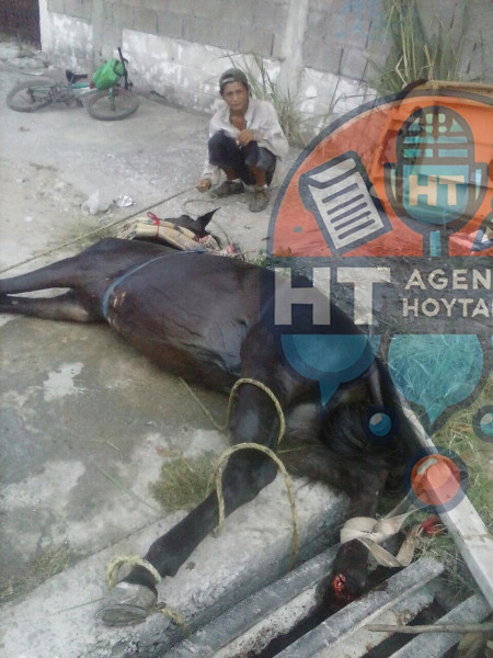 Maltrato animal en Madero