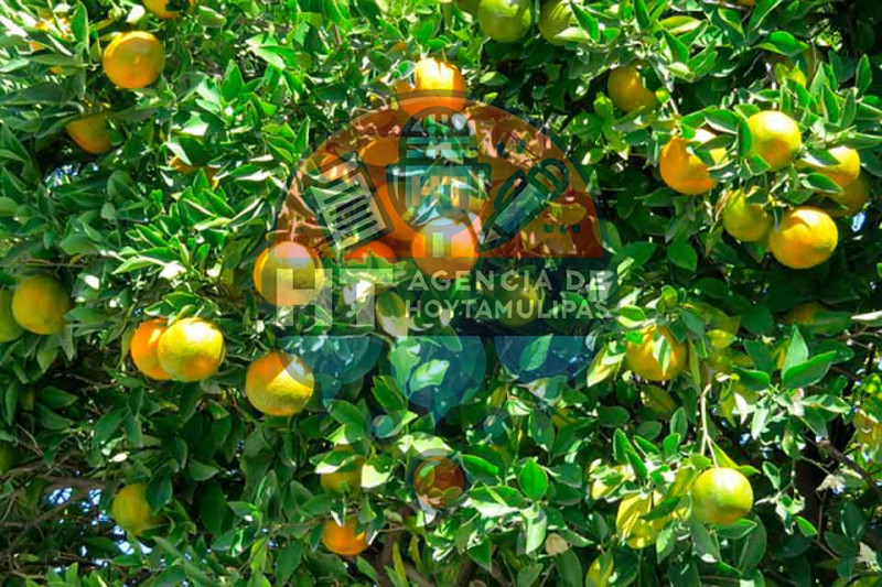 Naranjas
