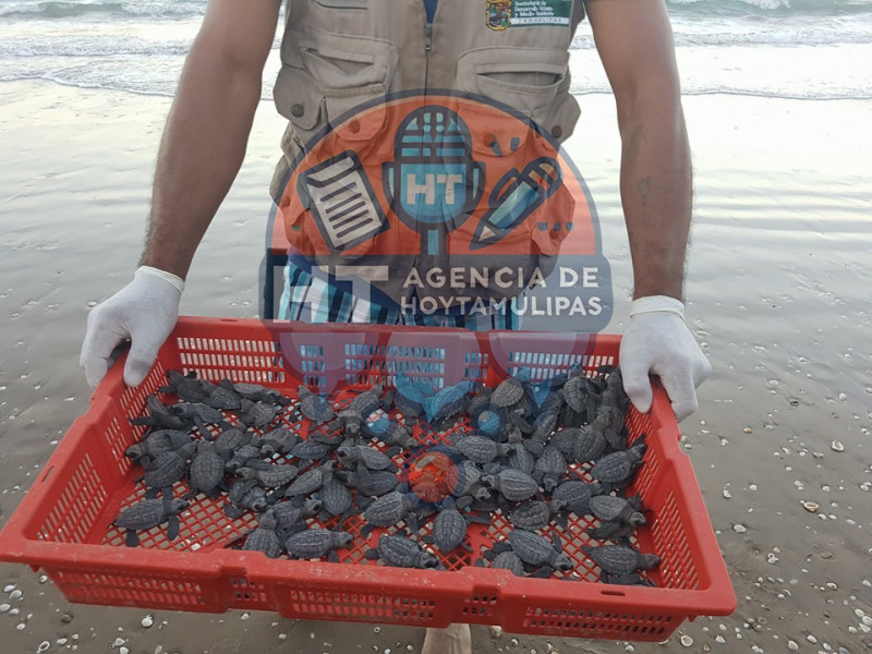 Tortuga lora