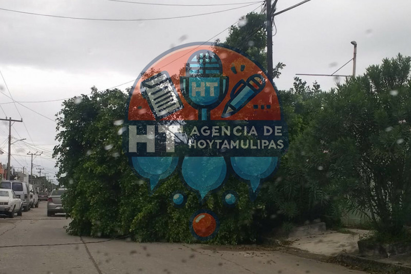 �rbol ca�do en Madero