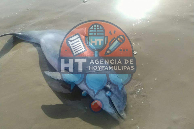Delf�n muerto