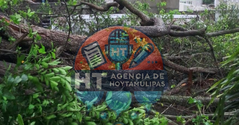 Cae �rbol sobre vivienda en Tampico