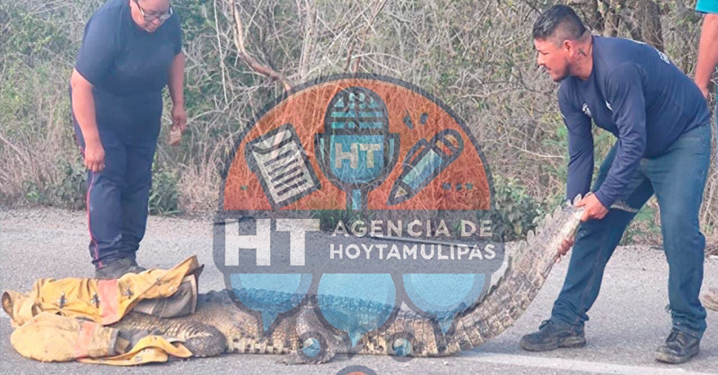 Ataque de cocodrilo en Altamira