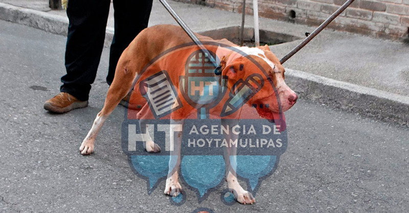 Pitbull callejero ataca a dos personas y mata a tres perros en Nuevo Laredo