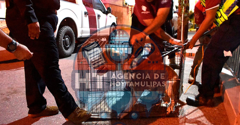 Pitbull atac� a dos personas y mat� a un chihuahua en Nuevo Laredo