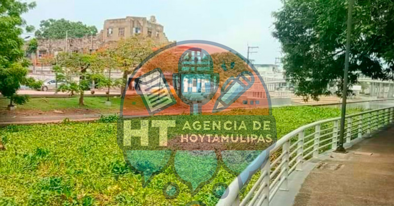 Lirio acu�tico invade el Canal de la Cortadura y la Laguna del Carpintero en Tampico