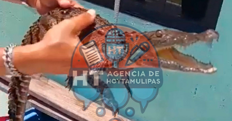Atrapan cr�a de cocodrilo en una vivienda en Tampico, pero escap�