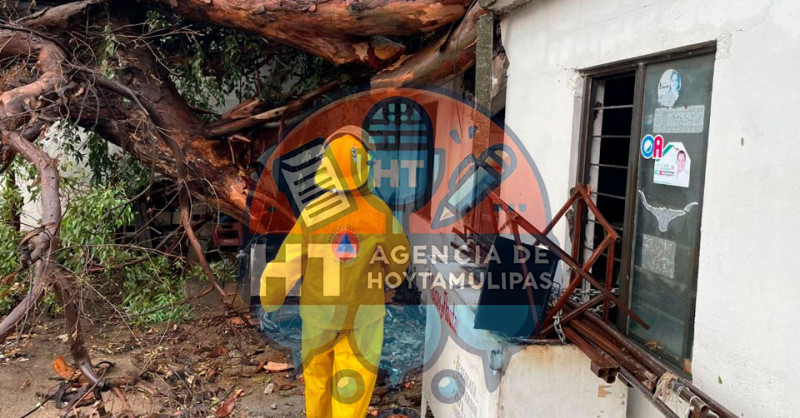 Se desploma �rbol sobre vivienda de Victoria; causa solo da�os materiales