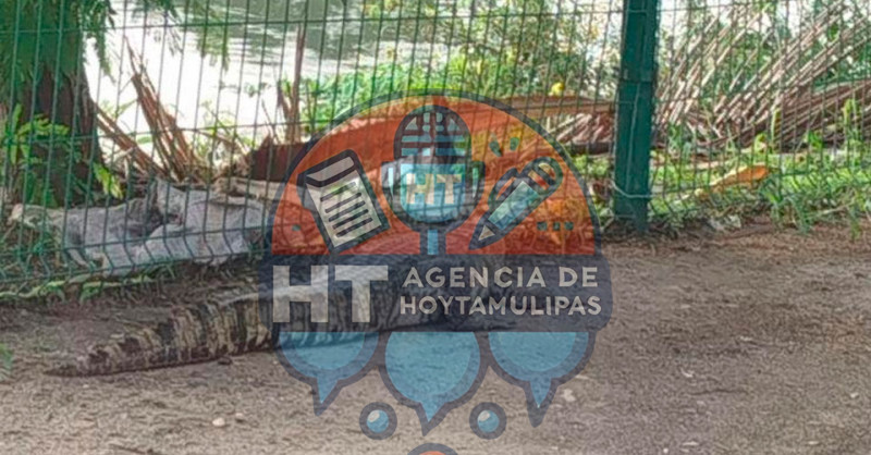 Se roban protecci�n contra cocodrilos en colonia de Madero