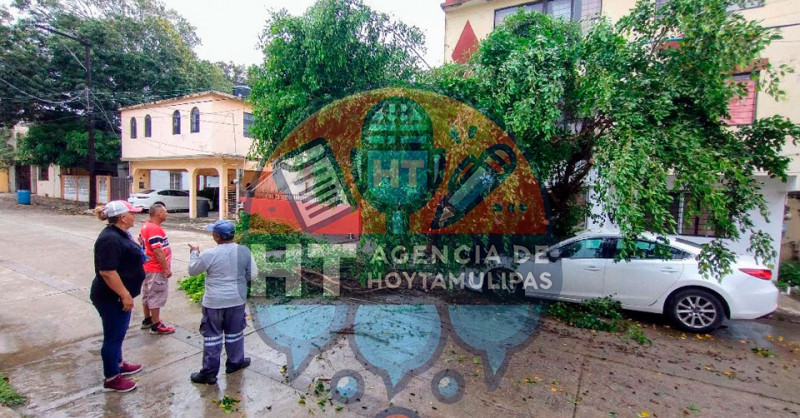 Lluvias tumban otro �rbol en Tampico; afectados un autom�vil y vecinos que quedaron sin luz