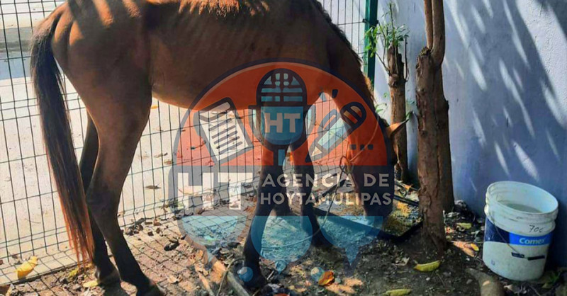 Maltrato animal en Madero