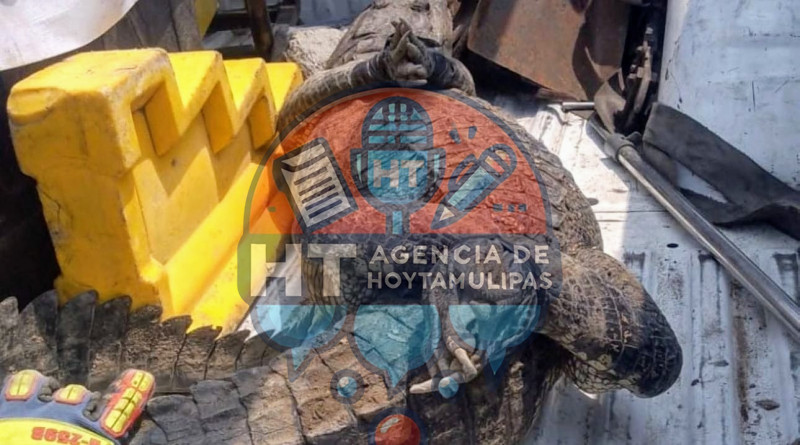Cocodrilo en Altamira